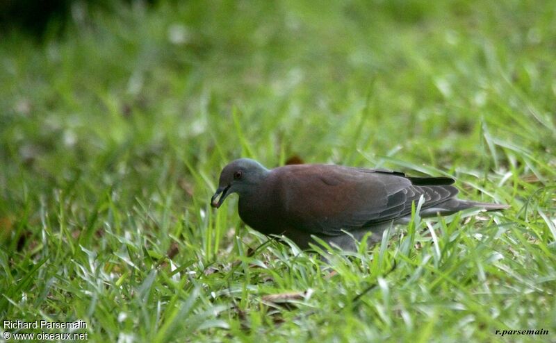 Pale-vented Pigeon