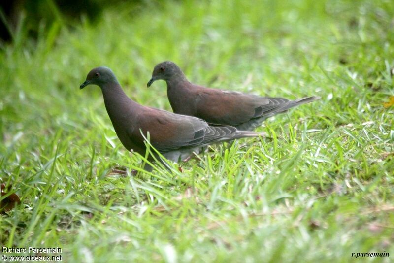 Pigeon roussetadulte