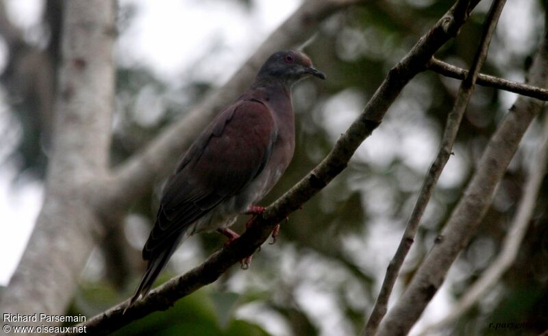 Pigeon roussetadulte