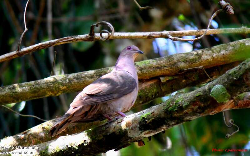 Ruddy Pigeonadult