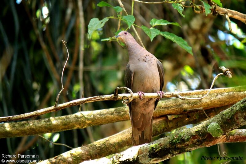 Ruddy Pigeonadult