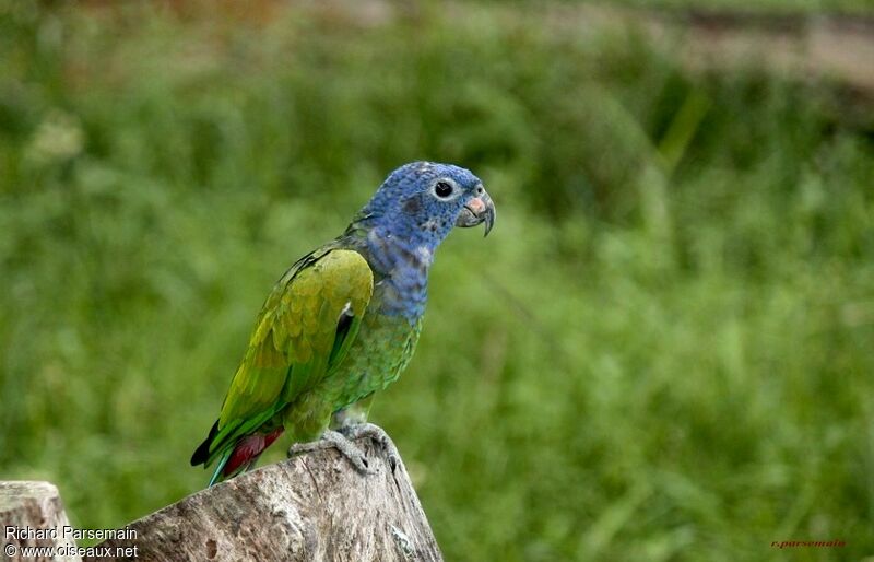 Blue-headed Parrotadult, identification