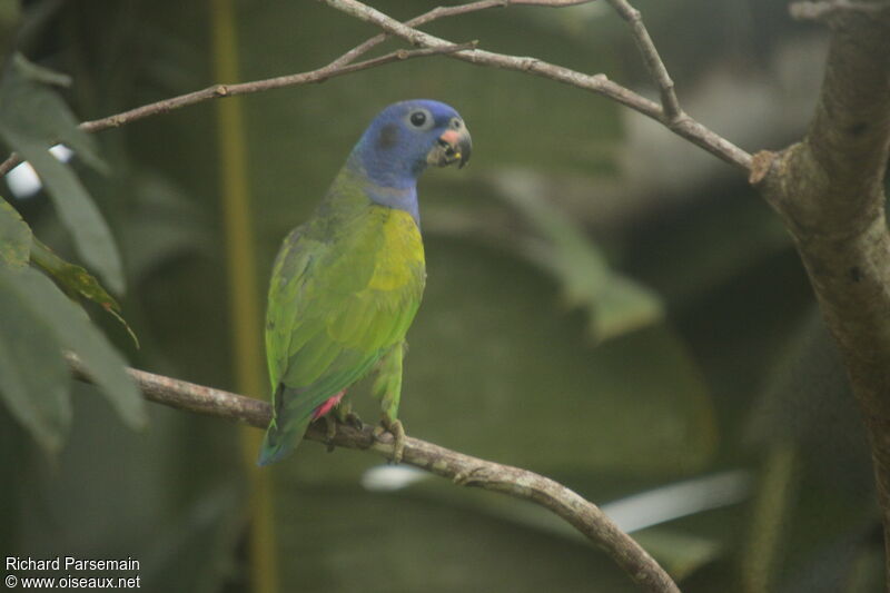 Pione à tête bleueadulte, mange