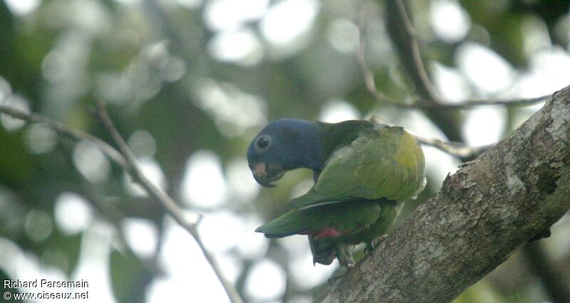 Blue-headed Parrotadult