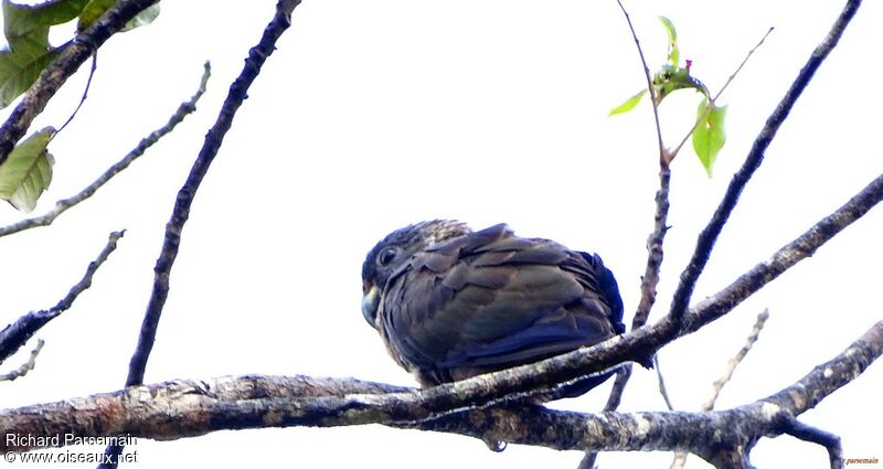 Dusky Parrot