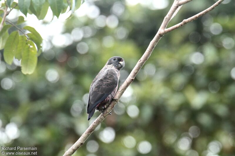 Dusky Parrotadult