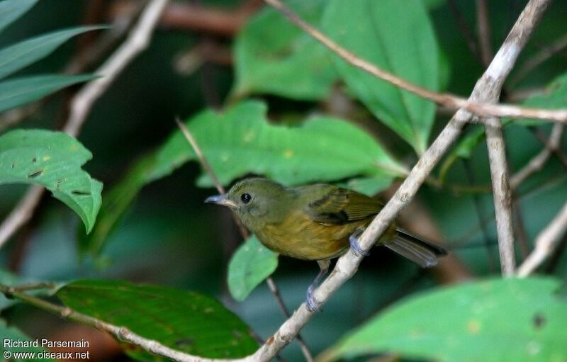 Ochre-bellied Flycatcheradult