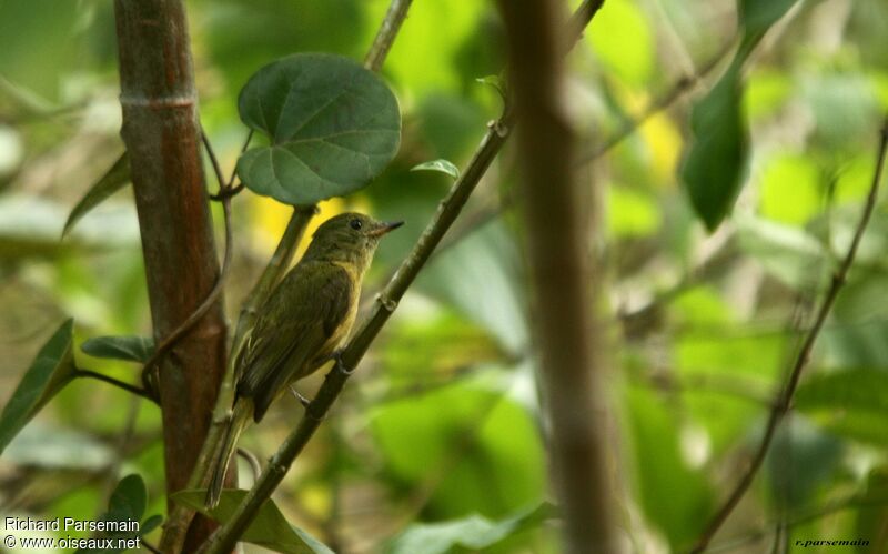 Ochre-bellied Flycatcheradult