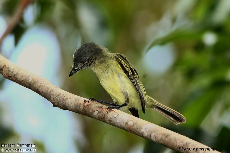 Platyrhynque jaune-oliveadulte