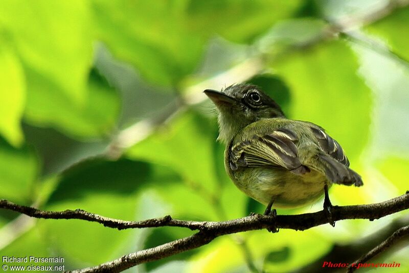 Grey-crowned Flatbilladult