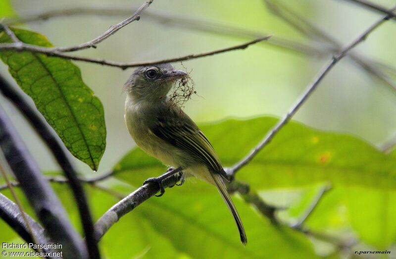 Grey-crowned Flatbilladult