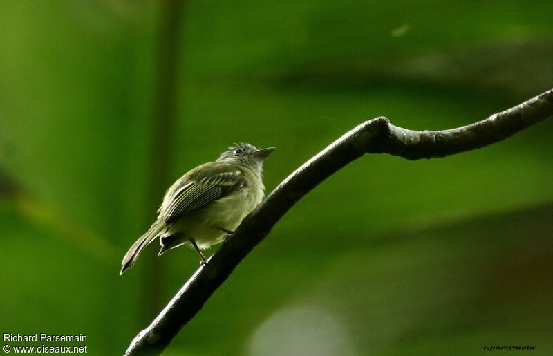 Grey-crowned Flatbill