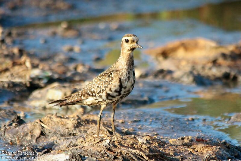 American Golden Ploveradult