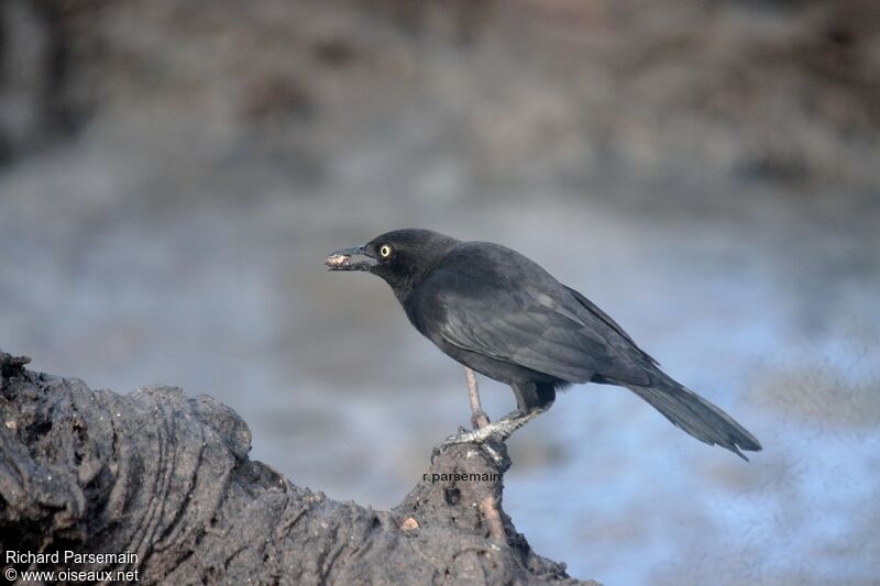 Carib Grackleadult, eats