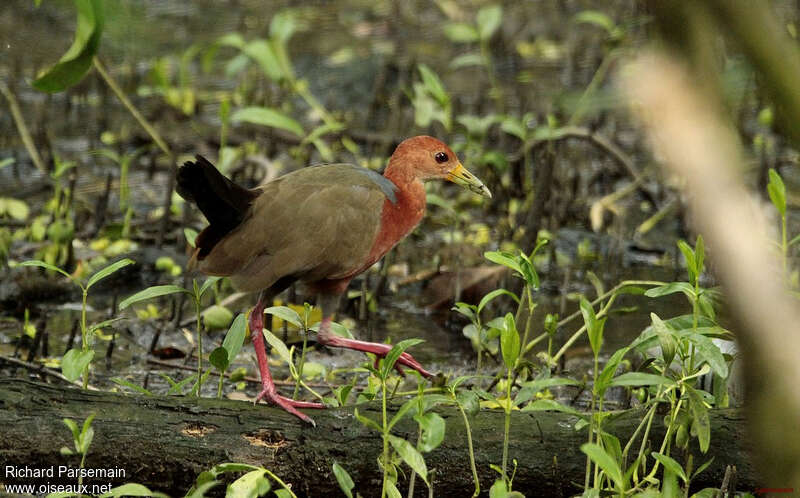 Rufous-necked Wood Railadult, walking