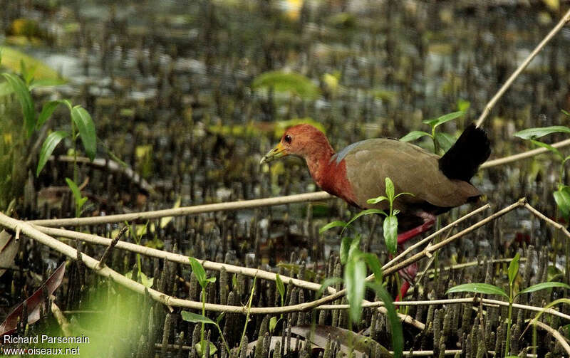 Rufous-necked Wood Railadult, identification, walking