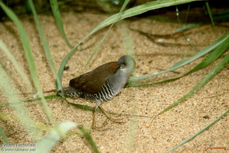 Grey-breasted Crakeadult