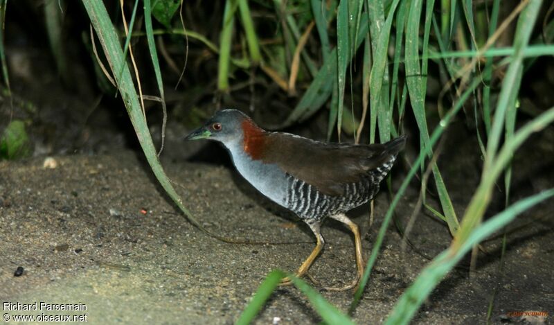 Grey-breasted Crakeadult