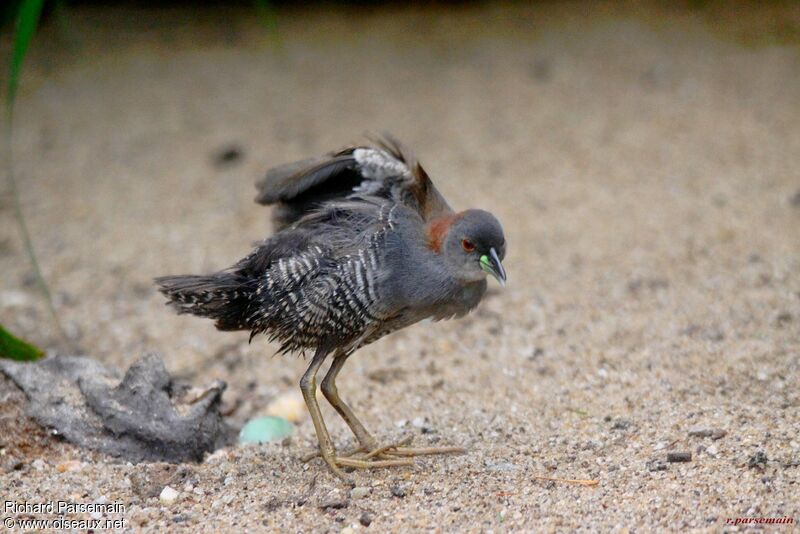 Grey-breasted Crakeadult