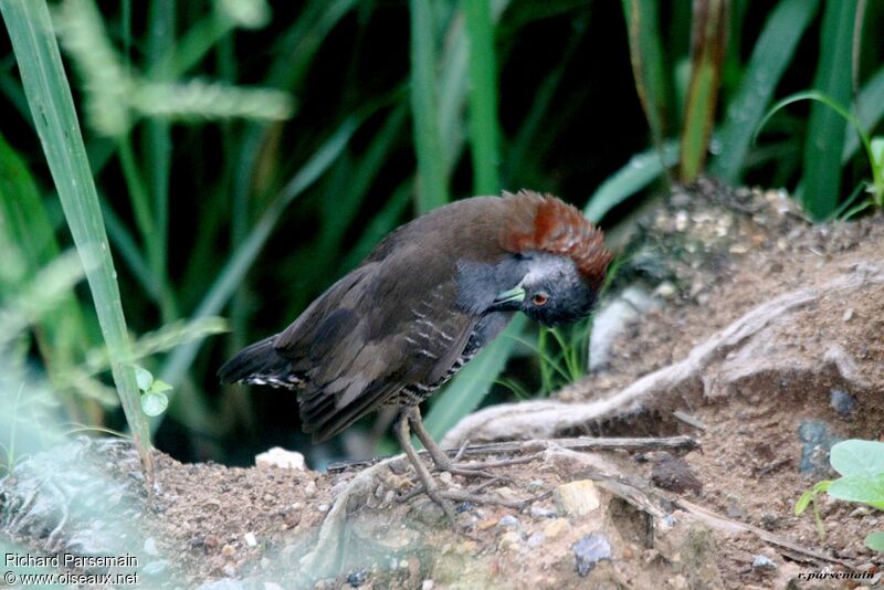 Grey-breasted Crakeadult