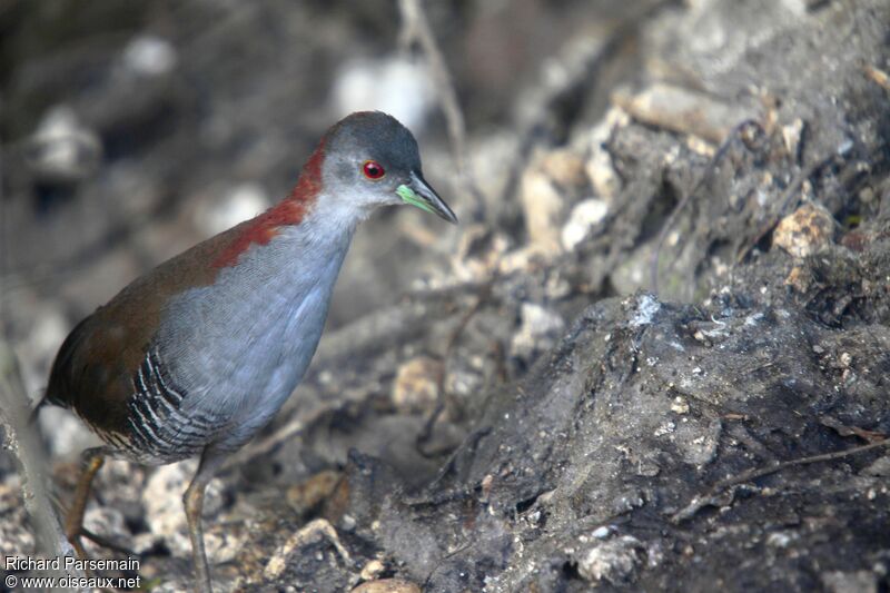 Grey-breasted Crakeadult, habitat, walking