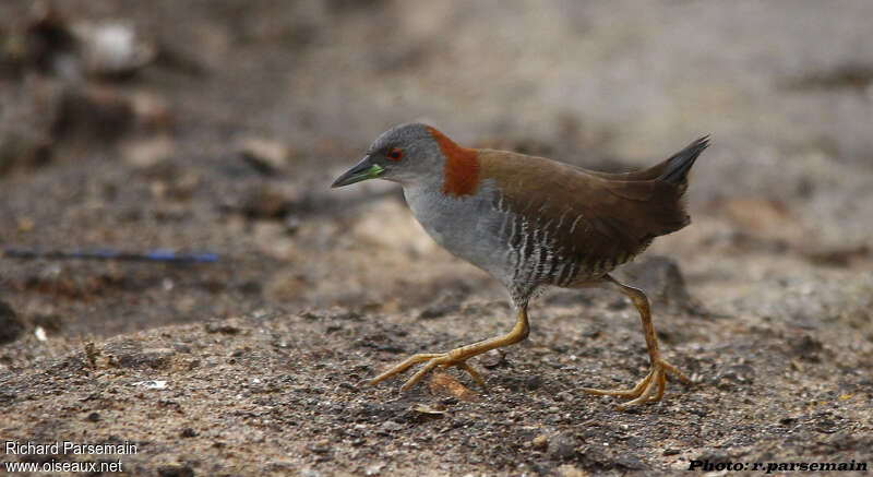 Grey-breasted Crakeadult, identification