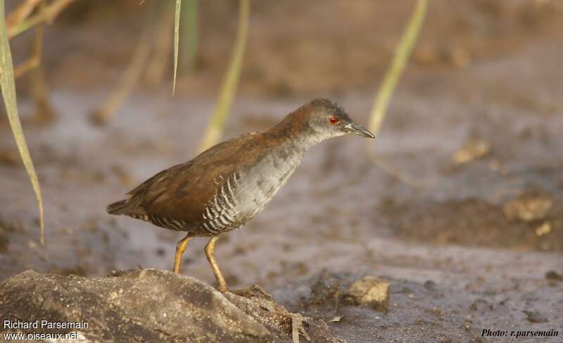 Râle grêleimmature, identification