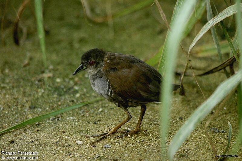 Grey-breasted Crakeimmature