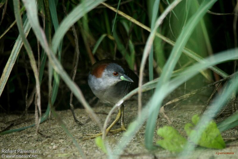 Grey-breasted Crakeadult