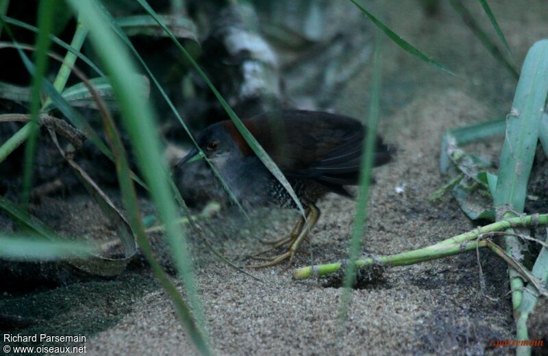 Grey-breasted Crakeimmature