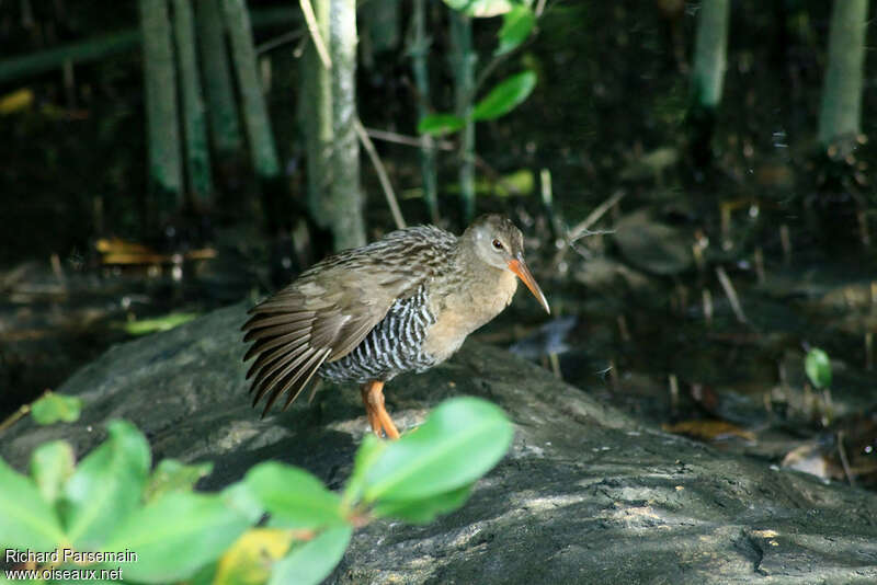 Mangrove Railadult