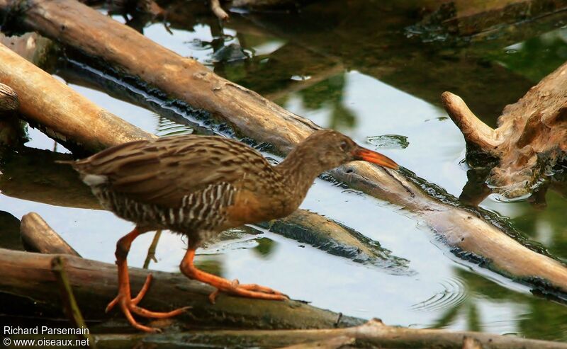 Mangrove Railadult