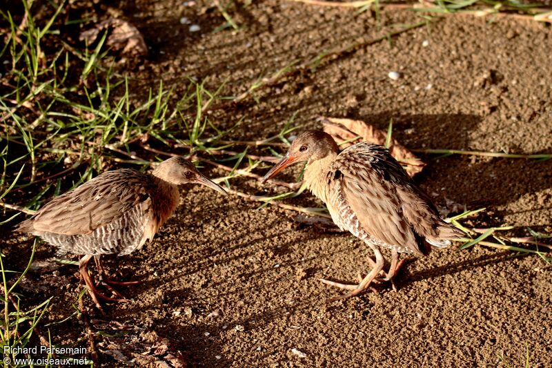 Mangrove Railadult, care