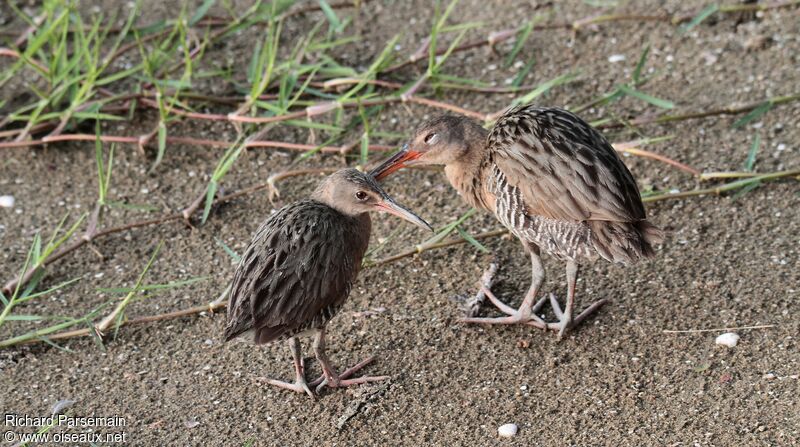 Mangrove Railadult, care