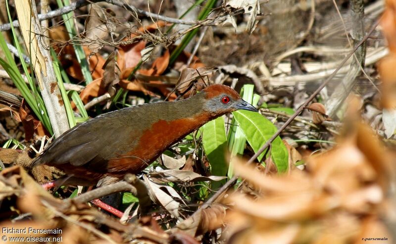 Russet-crowned Crakeadult, walking