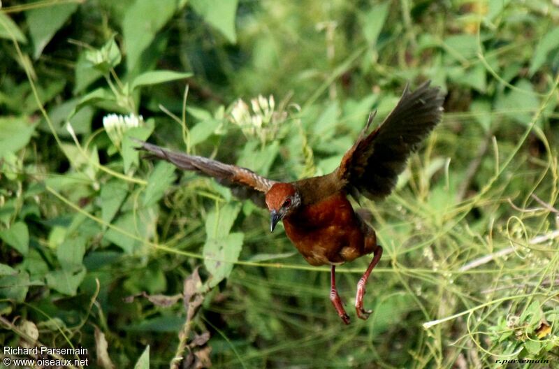 Russet-crowned Crakeadult, Flight