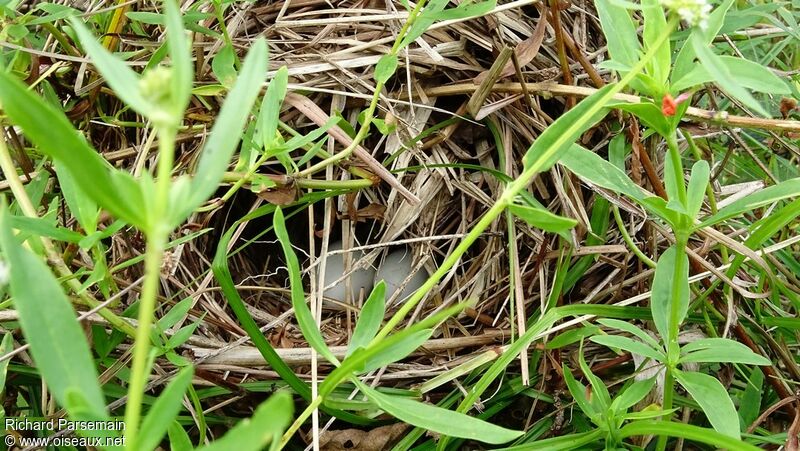 Russet-crowned Crake, Reproduction-nesting