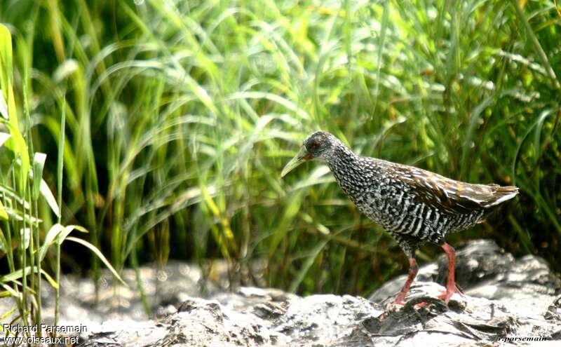 Spotted Railadult, identification, walking