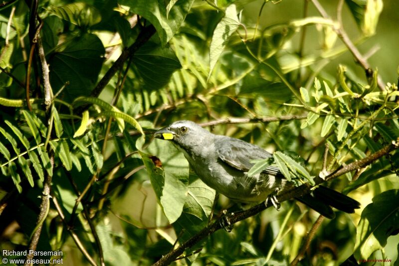 Olive-grey Saltatoradult