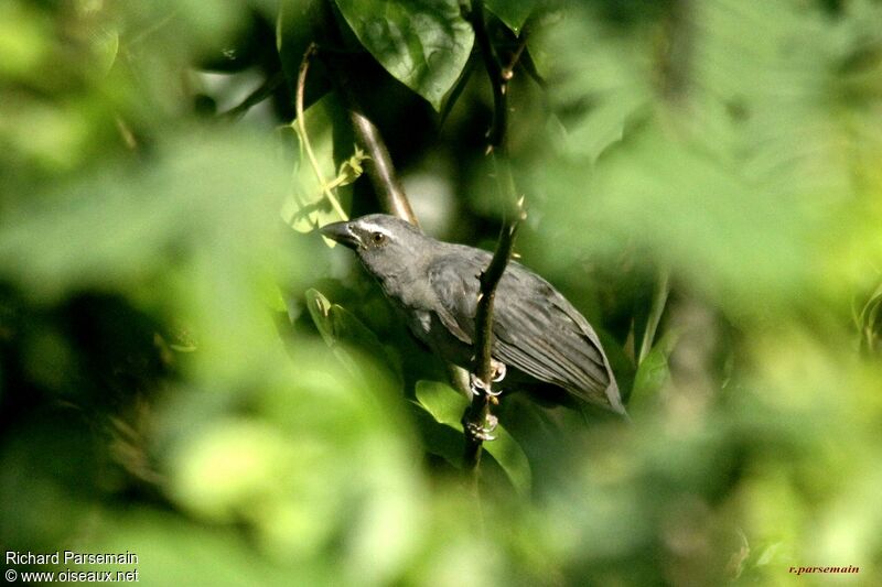 Olive-grey Saltatoradult