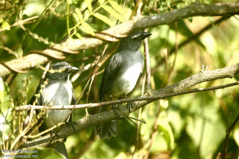 Olive-grey Saltator adult