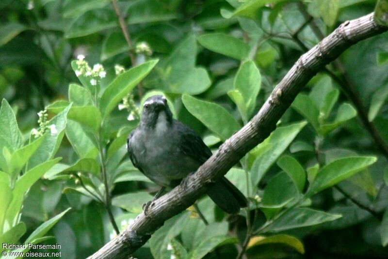 Olive-grey Saltatoradult