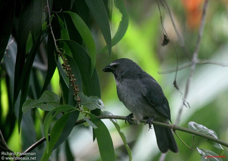 Olive-grey Saltatoradult