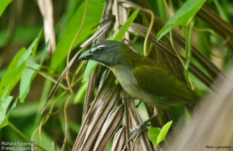 Buff-throated Saltatoradult