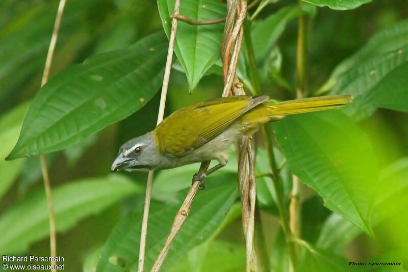 Buff-throated Saltatoradult