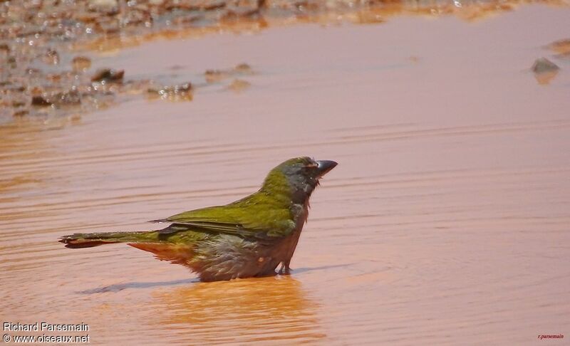 Buff-throated Saltatoradult