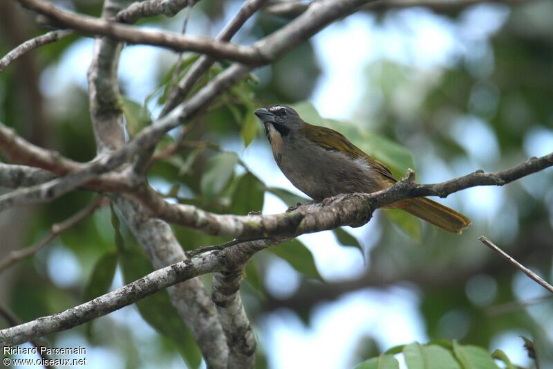 Buff-throated Saltatoradult