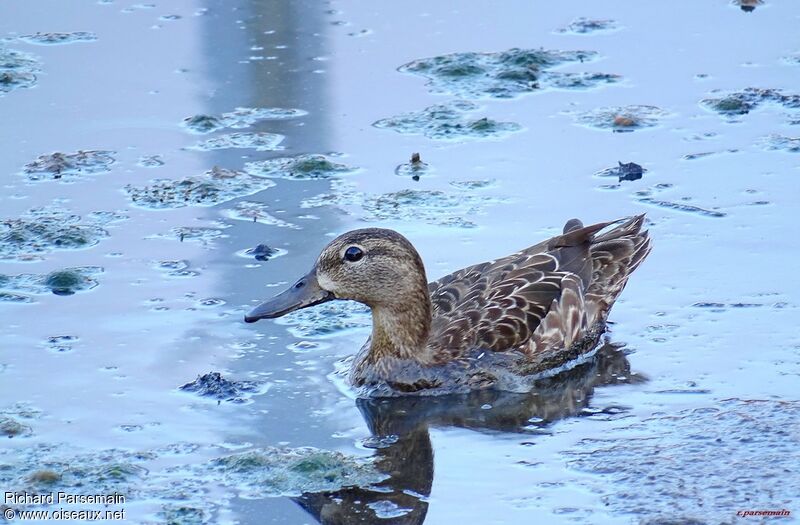 Blue-winged Tealadult, swimming, eats