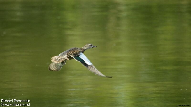 Blue-winged Teal female adult, Flight