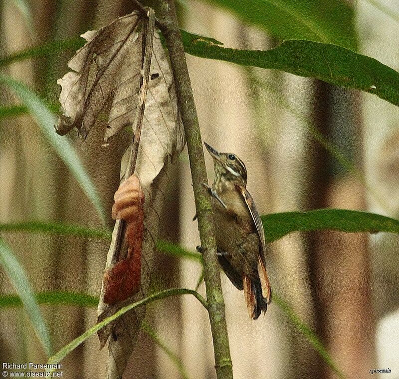 Plain Xenopsadult, habitat, pigmentation, Behaviour